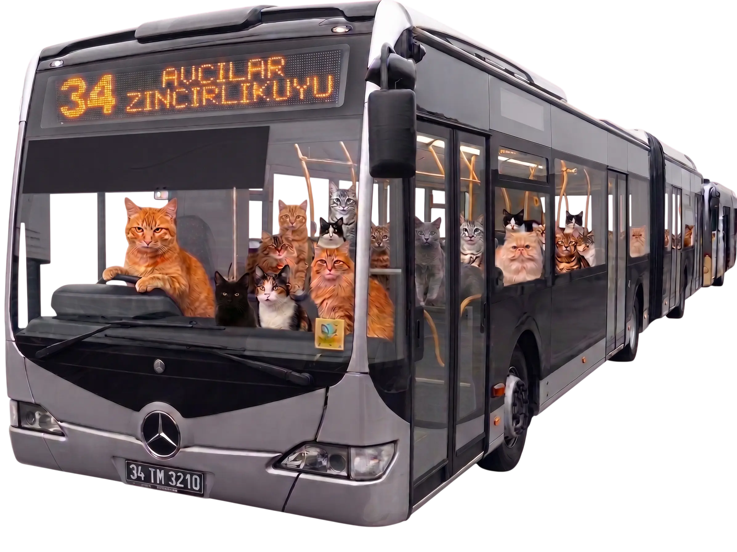 Cat Illustration